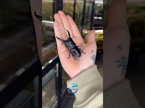 #animals transformation growing up #animals #transformation #growingup #viralshort #567 #60kviews