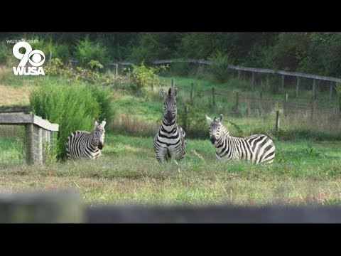 , title : 'Private farm owner calls pet zebras a 'joy to watch''