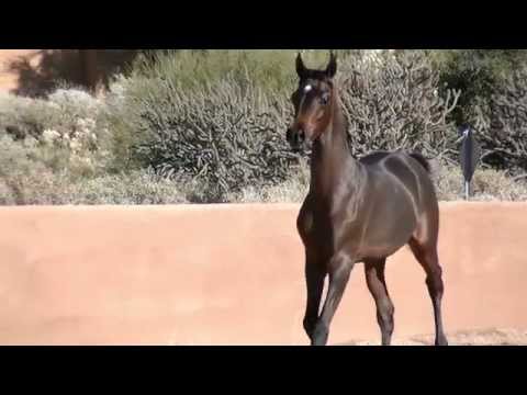 Zafiraah Ever Amor - 2014