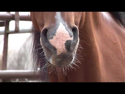 Give Health & Purpose to a Neglected Horse