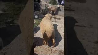 Download lagu DOMBA JANTAN MERINO SUPER #Dombabatur #Merino #Jantancetak mp3