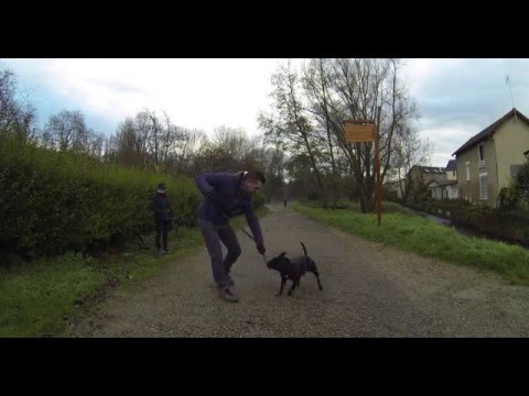 download lagu mp3 mp4 Collier Staffie, download lagu Collier Staffie gratis, unduh video klip Collier Staffie