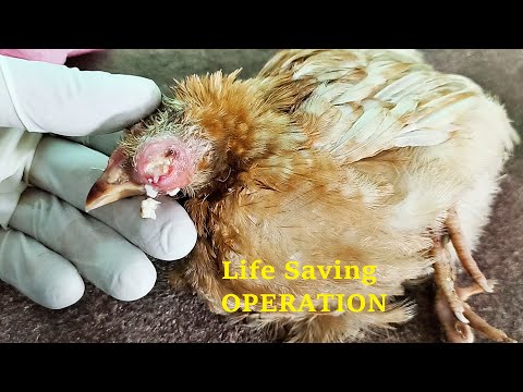 , title : 'Life Saving Operation On Baby Chicken'