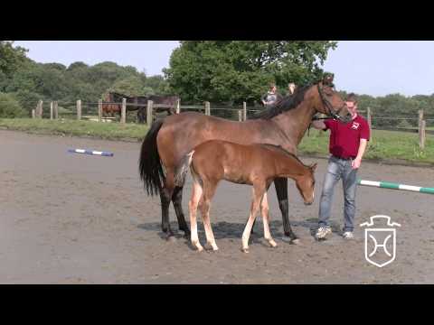 Stutfohlen von Cascadello II - Lansing - Coriano