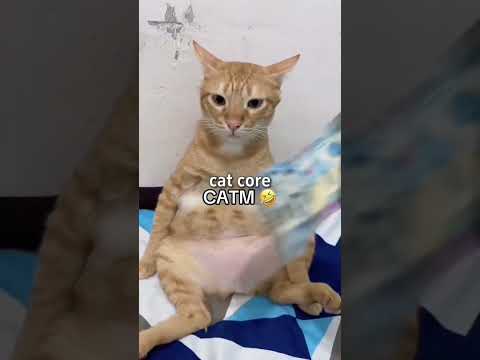 Cat Core #cat #funny #shorts