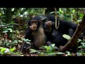 Chimpanzee | Disneynature | TV spot NU