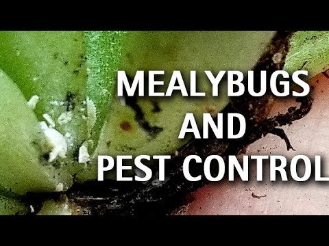 download lagu mp3 mp4 What Animal Eats Succulents, download lagu What Animal Eats Succulents gratis, unduh video klip What Animal Eats Succulents