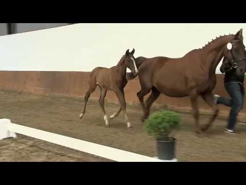 Hf v Rock for Me x Wolkenstein