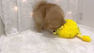 ハーフ犬の動画01