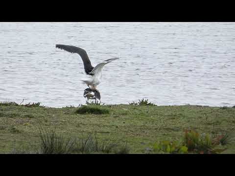 Mating Lessor Black Back Gulls