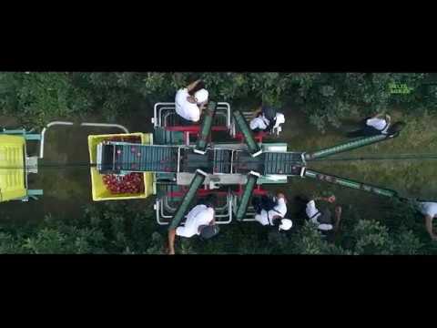 Delta Agrar - Fruit Production - Apples - 2018/19