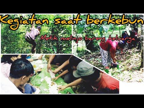 perkebunan melinjo Ciomas,serang,banten || panen buah melinjo @syamsmt  #perkebunanmelinjo