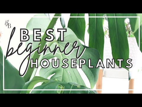 These Plants Are Almost IMPOSSIBLE to KILL | Houseplants For Beginners | Top 5 Easiest Houseplants 🌿