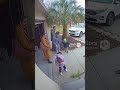 Caught On Camera- Iguanas Falling Out Of Trees!