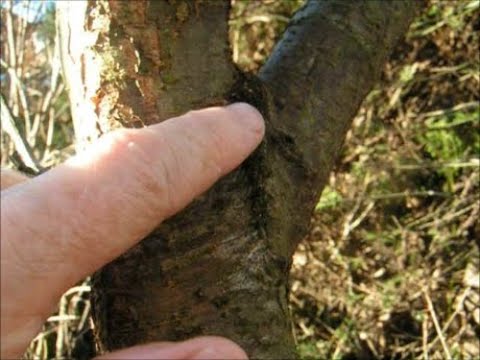 download lagu mp3 mp4 Homemade Winter Tree Wash, download lagu Homemade Winter Tree Wash gratis, unduh video klip Homemade Winter Tree Wash