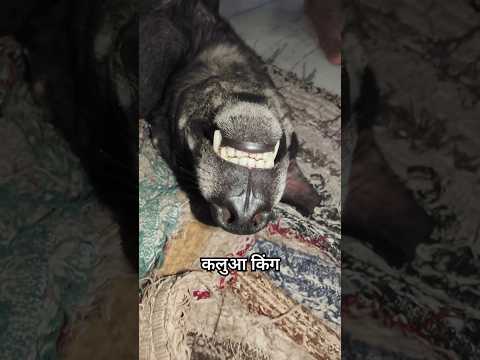 King of Street Dogs 🐶 #shorts #kalu #kalua #streetdog #dog #dogsofinstagram #badmosh