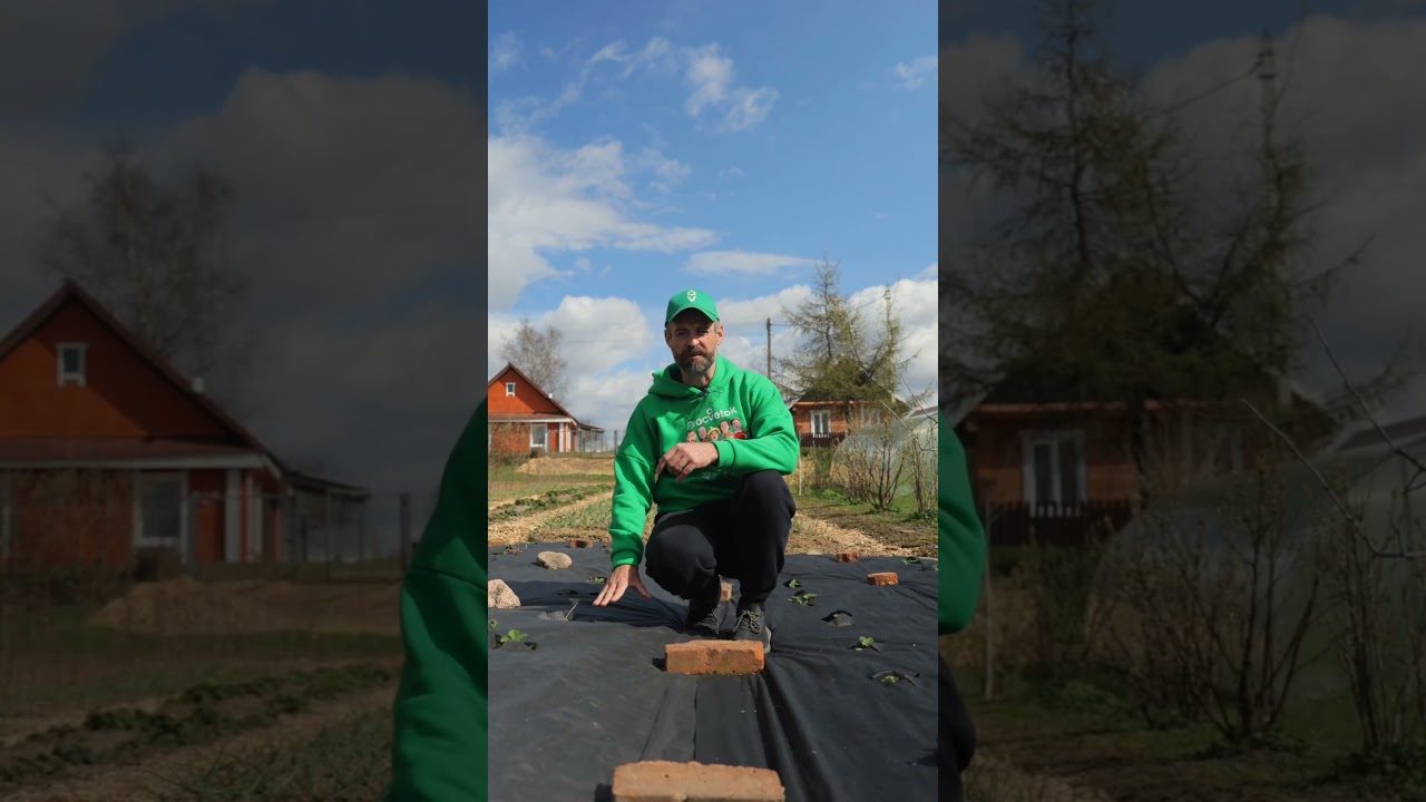 Больше никаких сорняков и пересохшей почвы! Чем замульчировать сад и огород для больших урожаев