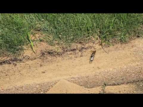 Lunch Time for Cicada Killer Wasp in Kendall Park, NJ