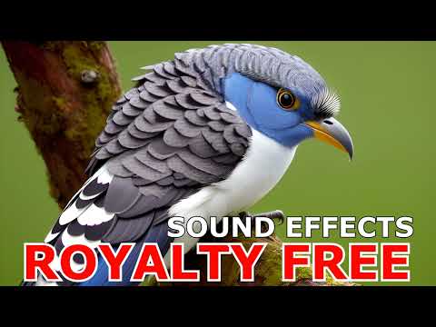 Blue Jay Bird Sound Effect | Free to Use | Royalty-Free Bird Sounds