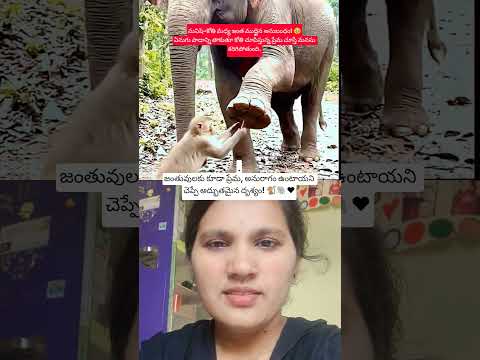 మనిషి–కోతి మధ్య ఇంత ముద్దైన అనుబంధం! 🥹❤️ఏనుగు పాదాన్ని తాకుతూ కోతి చూపిస్తున్న ప్రేమ చూస్తే మనసు