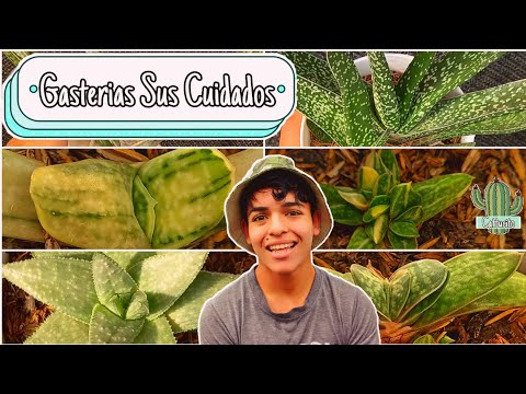 , title : 'Cultivar GASTERIAS 👨‍🌾 Como Cuidar Estas Hermosas Suculentas / Gasteria VARIEDADES | Cattu!'
