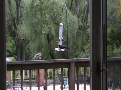 Woodpecker vs Grackle 20100516.MOD