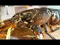 How To Prepare And Cook A Live Lobster 2 ...