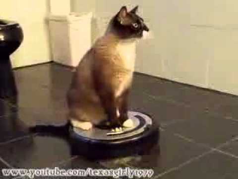 CAT VAC