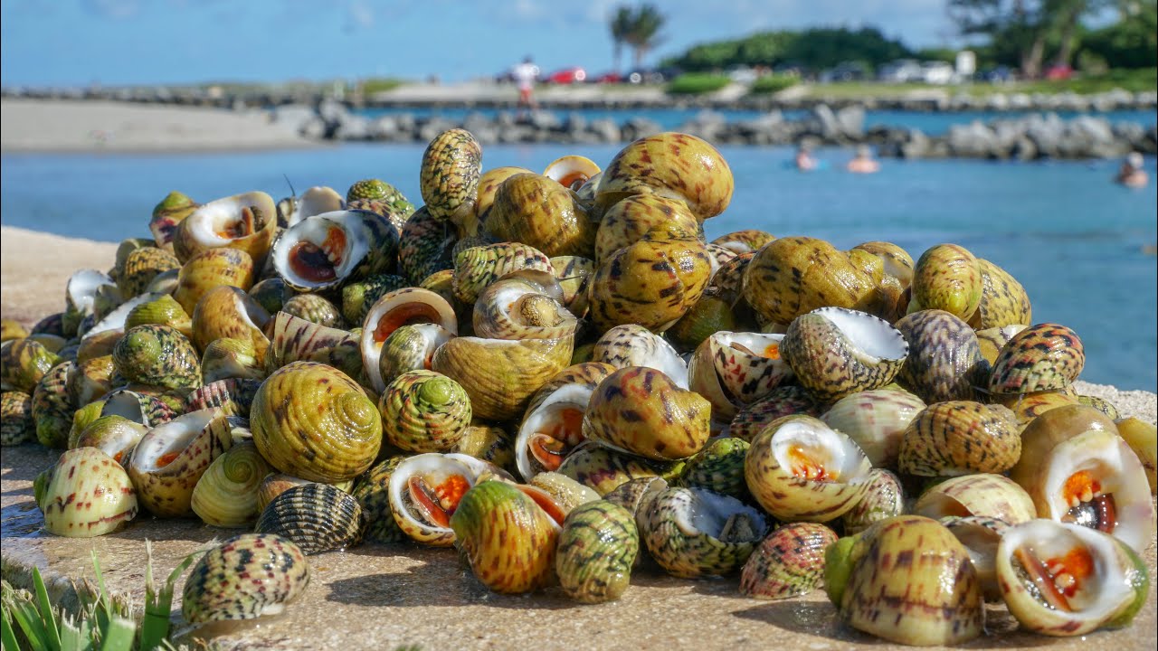 Sea Snail! Catch Clean Cook (Coastal Foraging Florida)