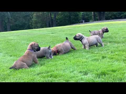 Barbarian Boerboels