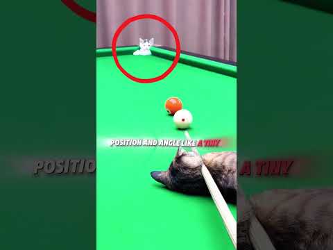 This cat became her secret coach! #usa