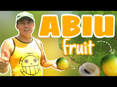 DISCOVERING ABIU "THE GOLDEN FRUIT" | Byaherong Batangueno