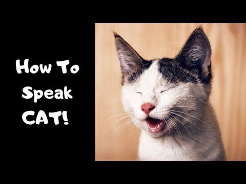 How To Speak Cat Language And Communicate Better With The Cat!