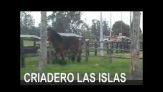 Caballo de Tiro Breton (Titan)