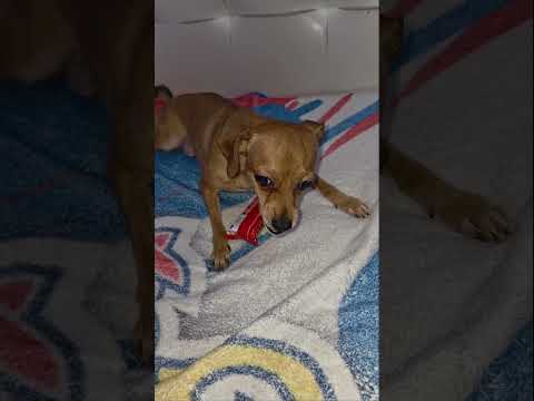 Mi perro se enoja y se quedó con mis barritas 😭🐕😱 #dog #humor #shorts #tendencia