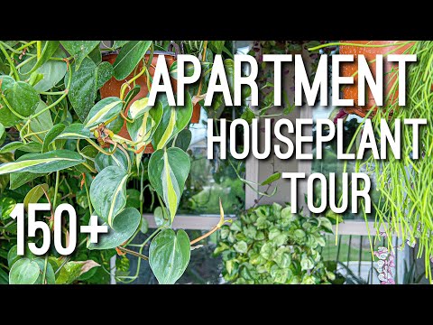 Spring Houseplant Tour in a Apartment Setting! Apartment Plant Tour 150+ Indoor Plants!