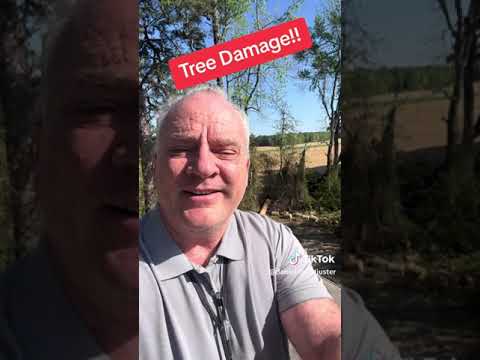 Tree Damage to Roof, Daniel The Adjuster #shorts