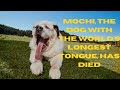 Mochi The Dog With The World S Longest Tongue Has Died