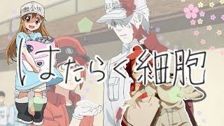 はたらく細胞 Op Full تحميل اغاني مجانا はたらく細胞 Op Full تحميل اغاني مجانا