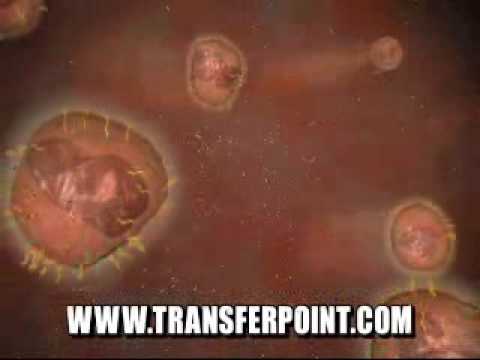 Immune Response with Beta Glucan - YouTube