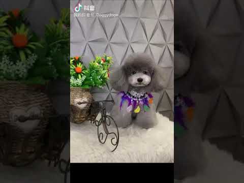 想当网红狗狗吗？你本来就是啦！我叫JJ,请关注我哦。