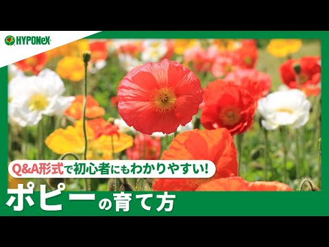 園芸 オリエンタルポピー、オリエンタルポピー