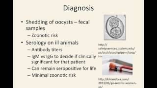 Toxoplasmosis: Truth, Fiction, and Crazy Cat Ladies? 7. Diagnosis