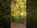 Nature Walk November 2023 Walks Relax Autumn Dreaming Music