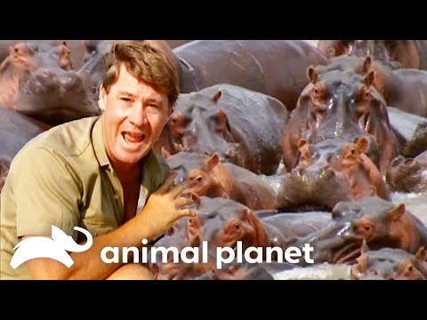 Steve Irwin Meets Herd of Wild Hippos! | The Crocodile Hunter | Animal Planet