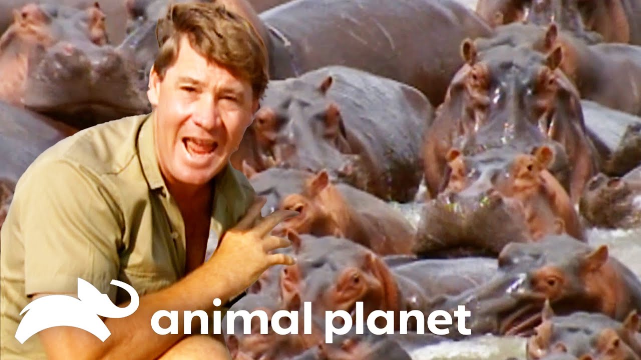 Steve Irwin Meets Herd of Wild Hippos! | The Crocodile Hunter | Animal Planet