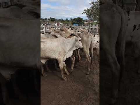 Gado com raça em Júpi-PE