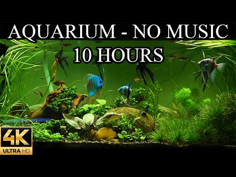 Dream Aquarium 4K Fish Tank Water Sounds NO Music NO Ads - 10 Hours | Aquarium Sounds For Sleeping 🐠