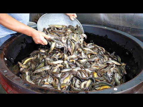 Eel Soup