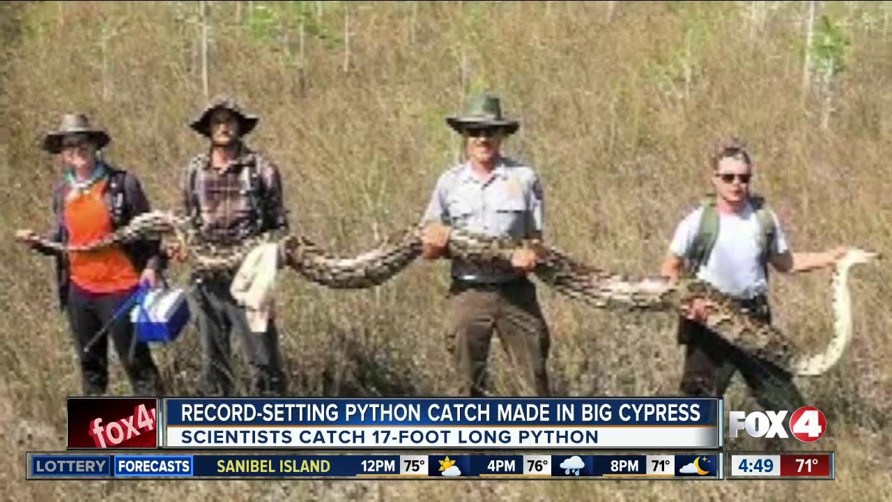 Record-setting python caught in Big Cypress